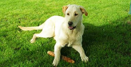 Pet Image Courtesy of Pixabay